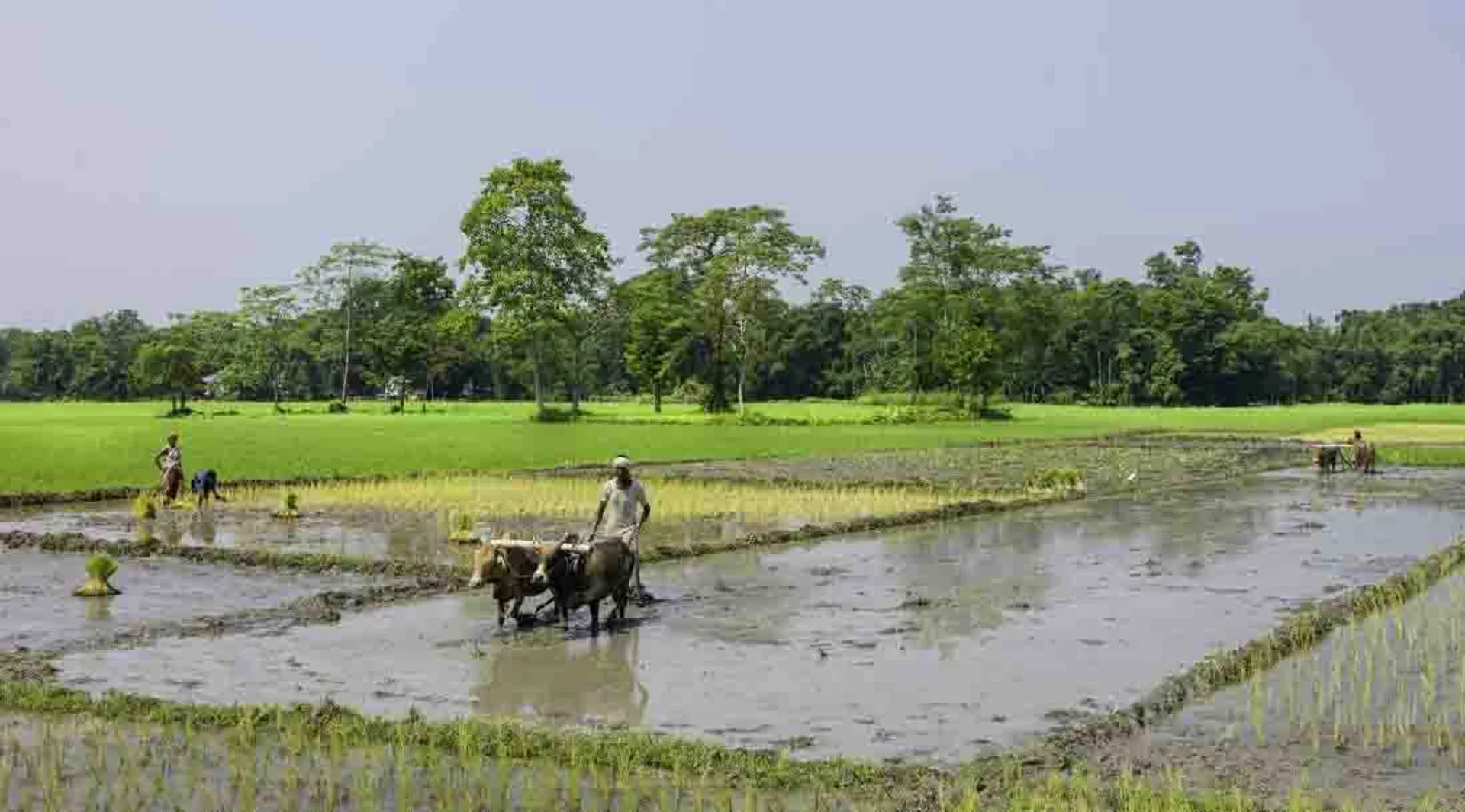 farmers
