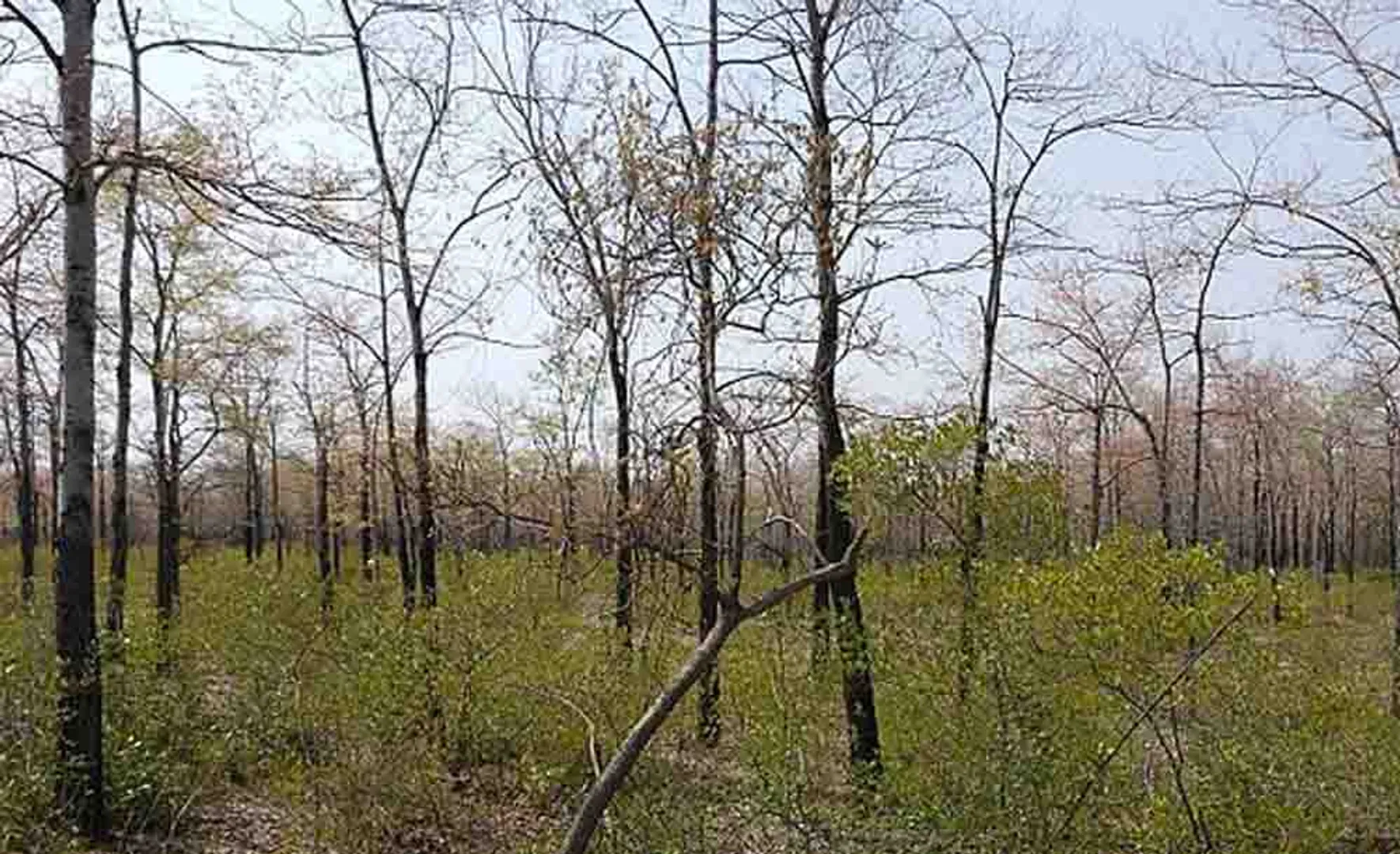  forest