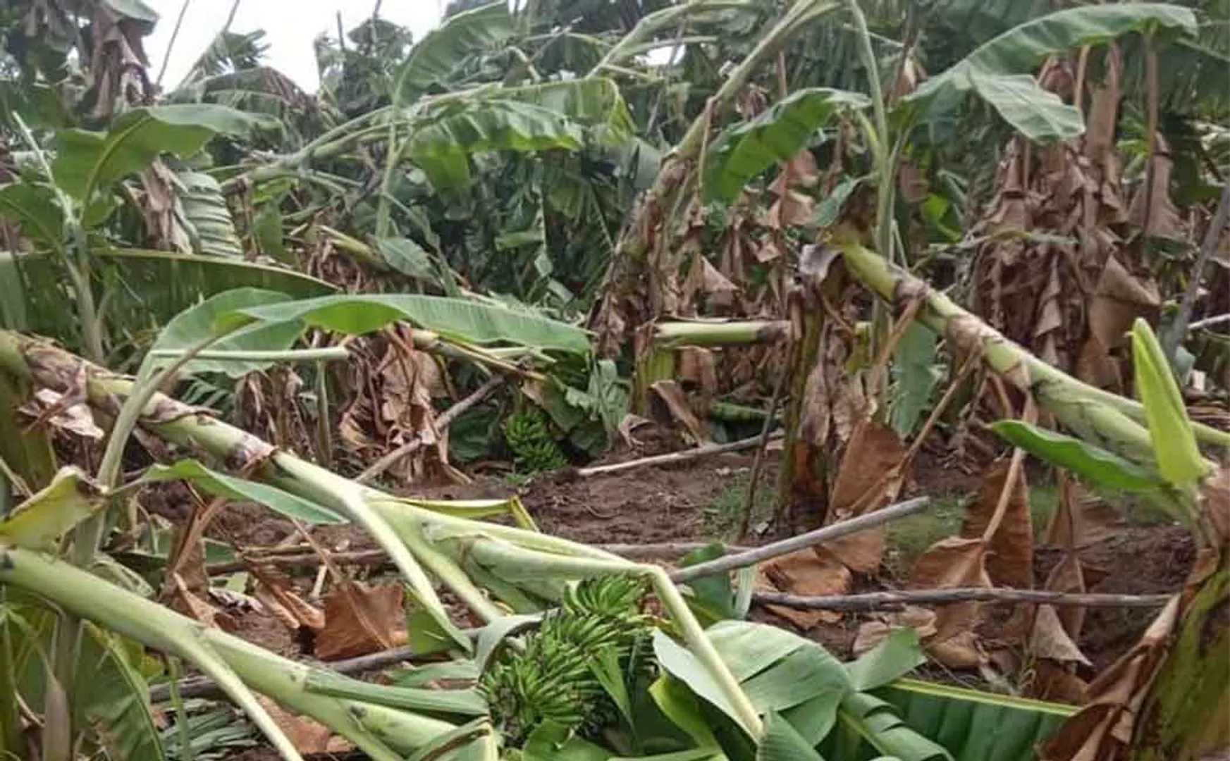 TRICHY DISTRICT HEAVY RAIN TREES FARMERS 
