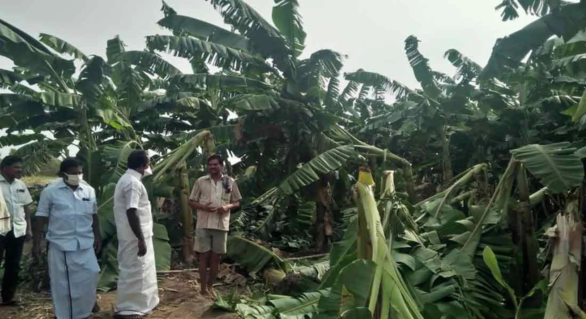Damage to trees in the hurricane ... MLA's demand for relief