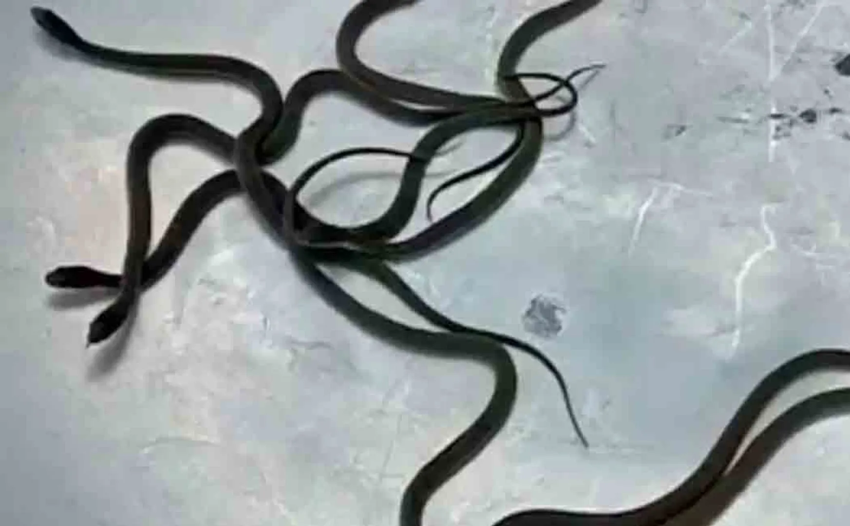 123 cobras found at a house in madhyapradesh