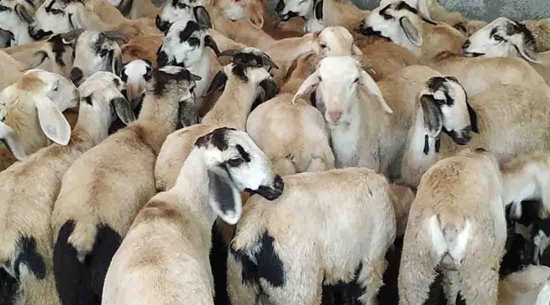 Sheep goats