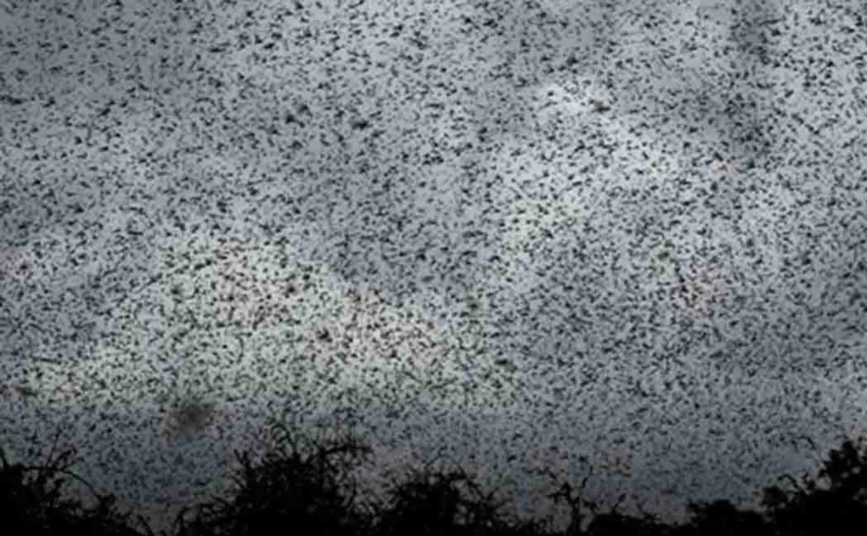 locusts returned to india