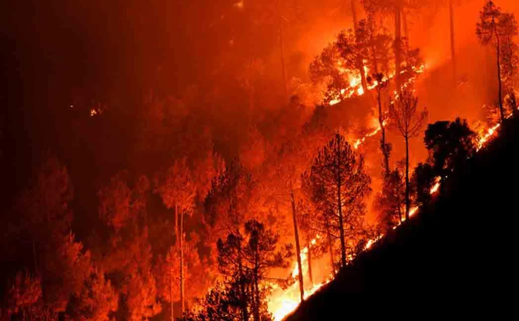 uttarakhand wild fire updates
