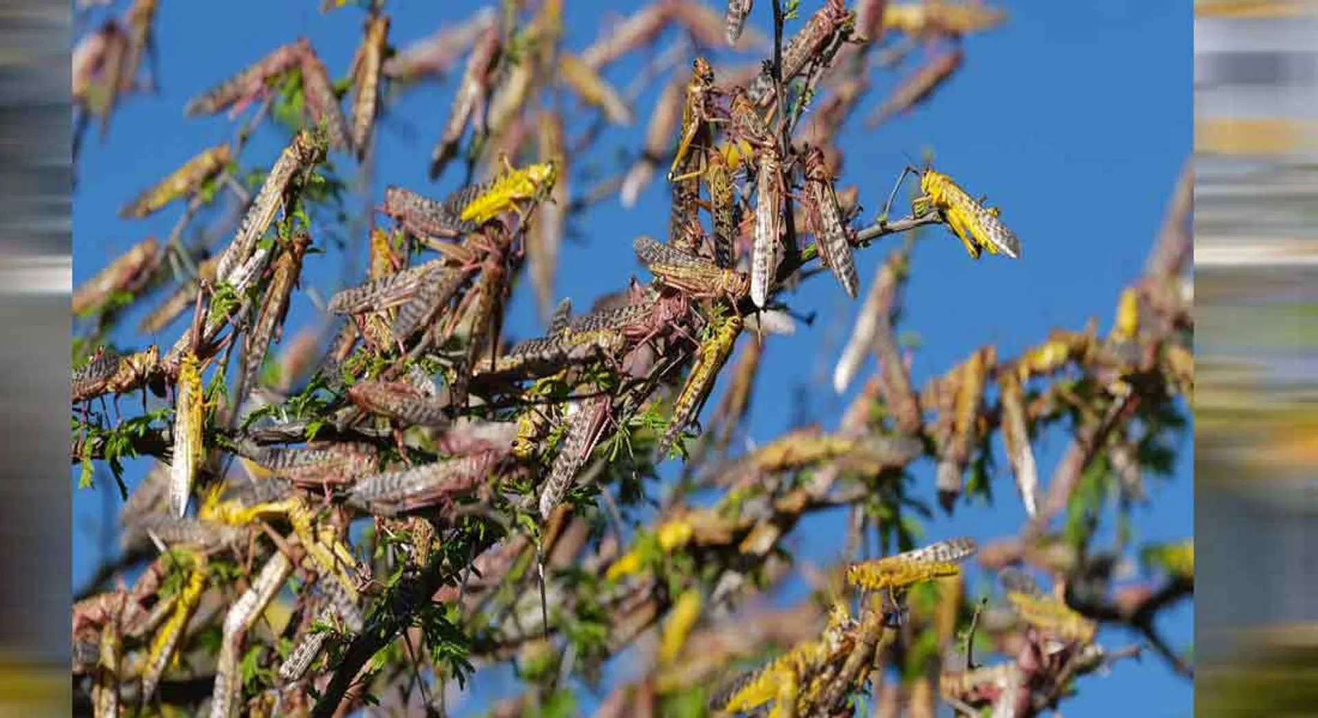 LOCUST IN TAMILNADU??