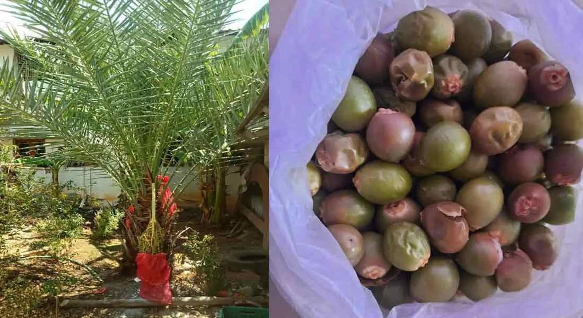  Post man doing natural farming ...