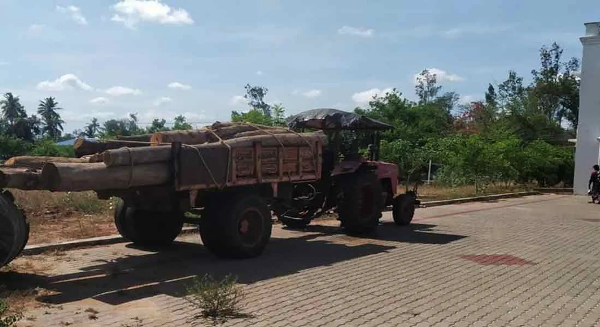  Teak trees caught in forests