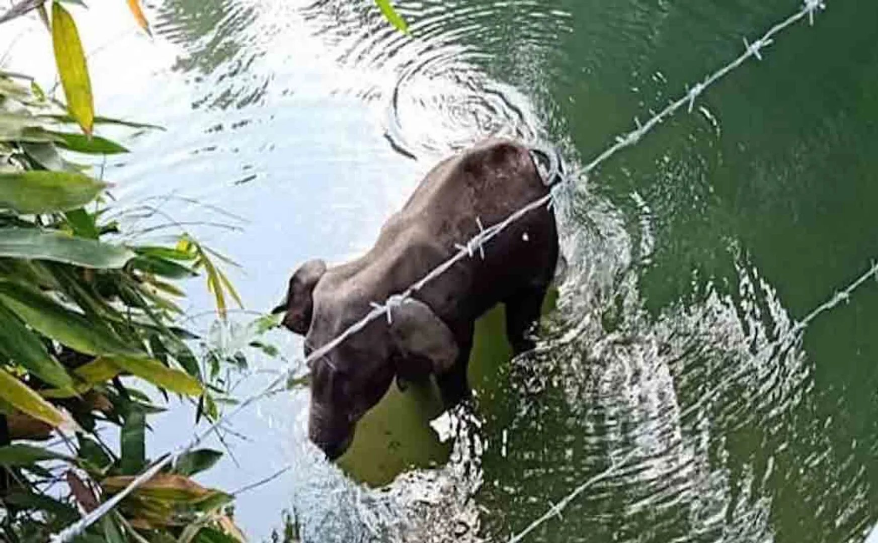kerala elephant issue interrogation 