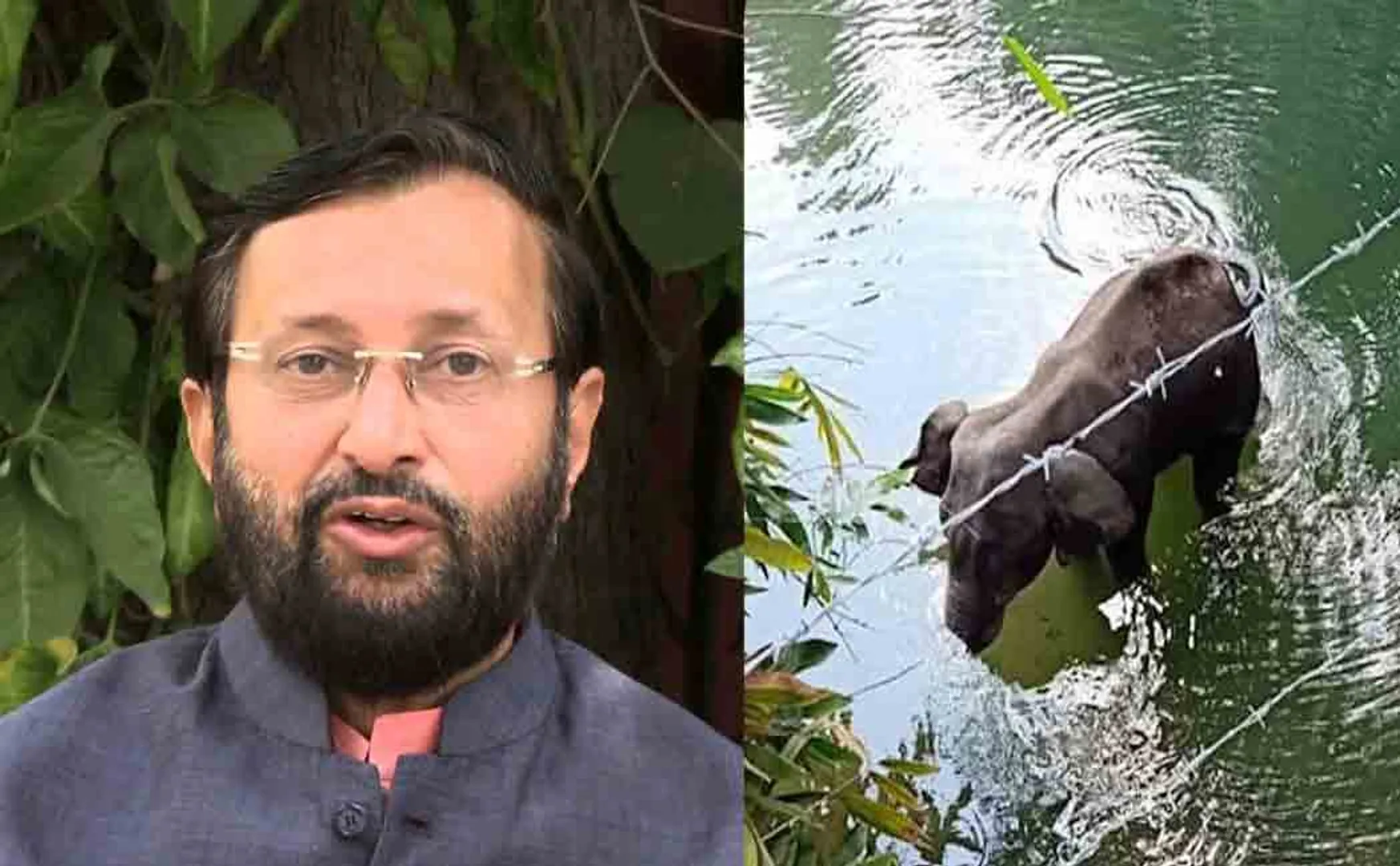 prakash javadekar about kerala elephant incident