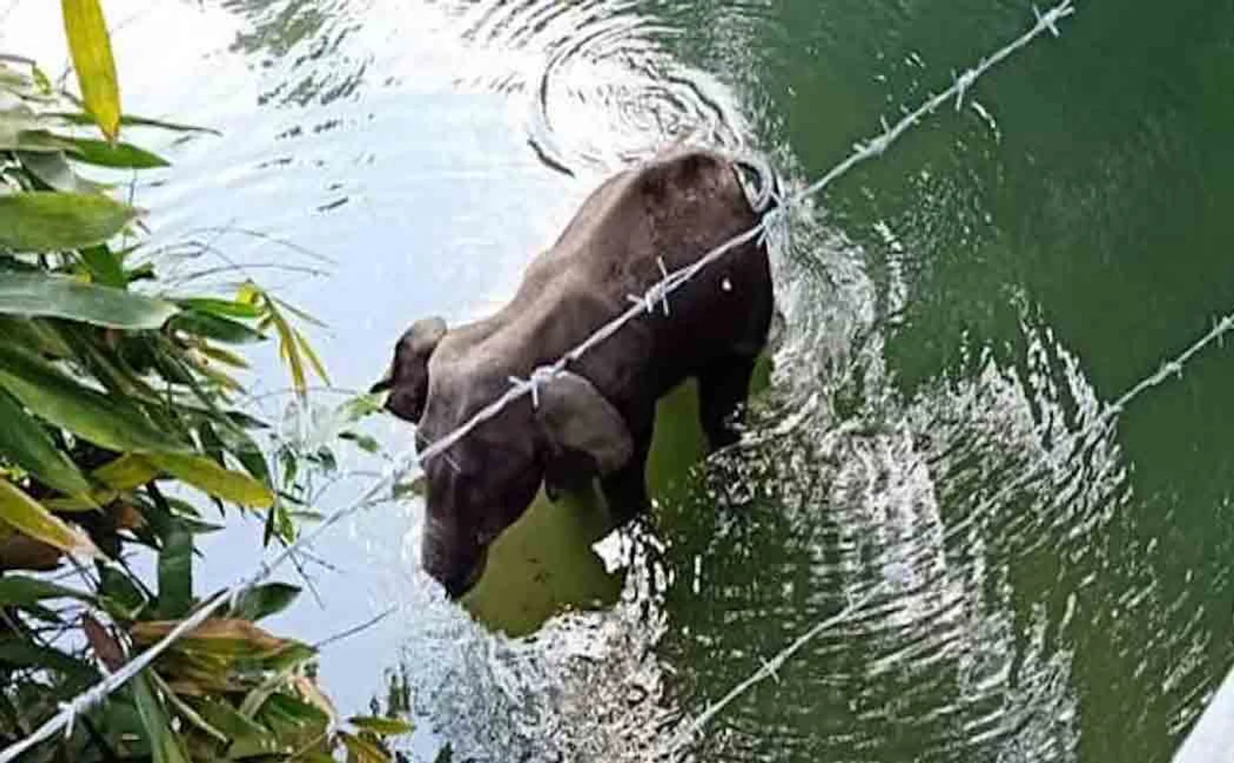 rubber plantation worker arrested in kerala elephant incident