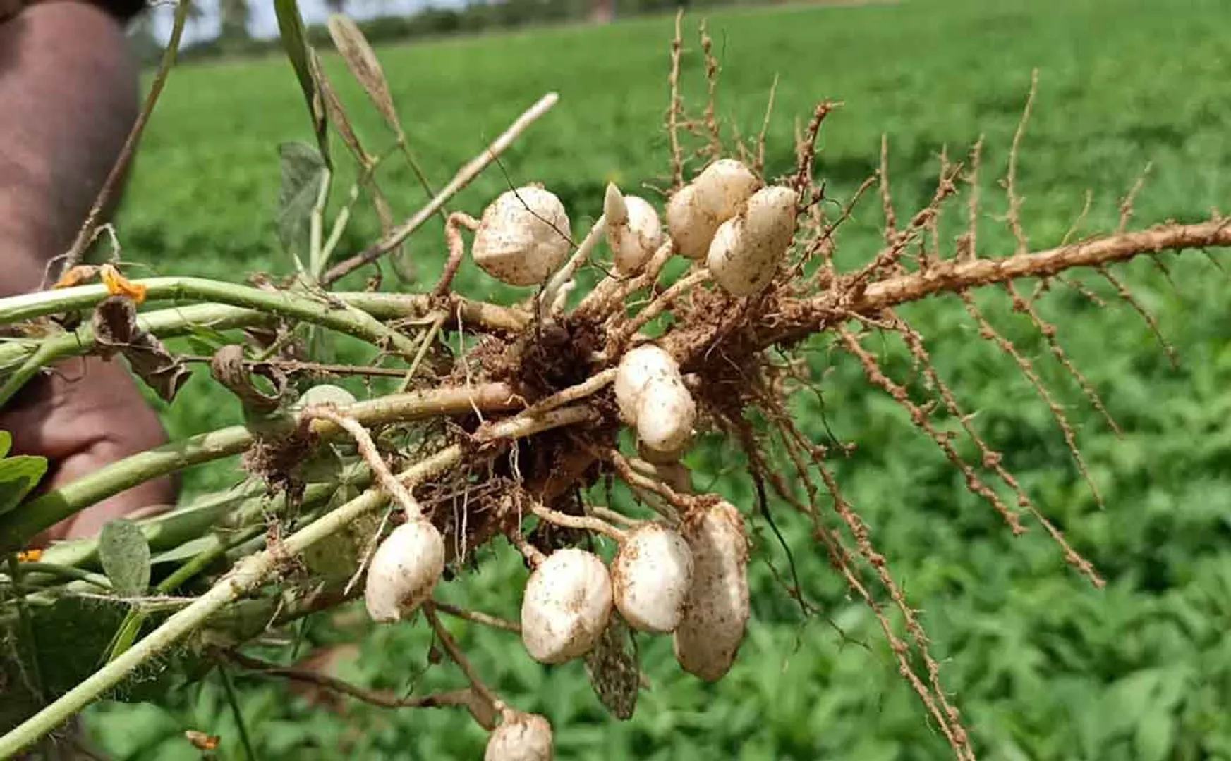  Seeds ready  cuddalore district virudhachalam zone agricultural research 