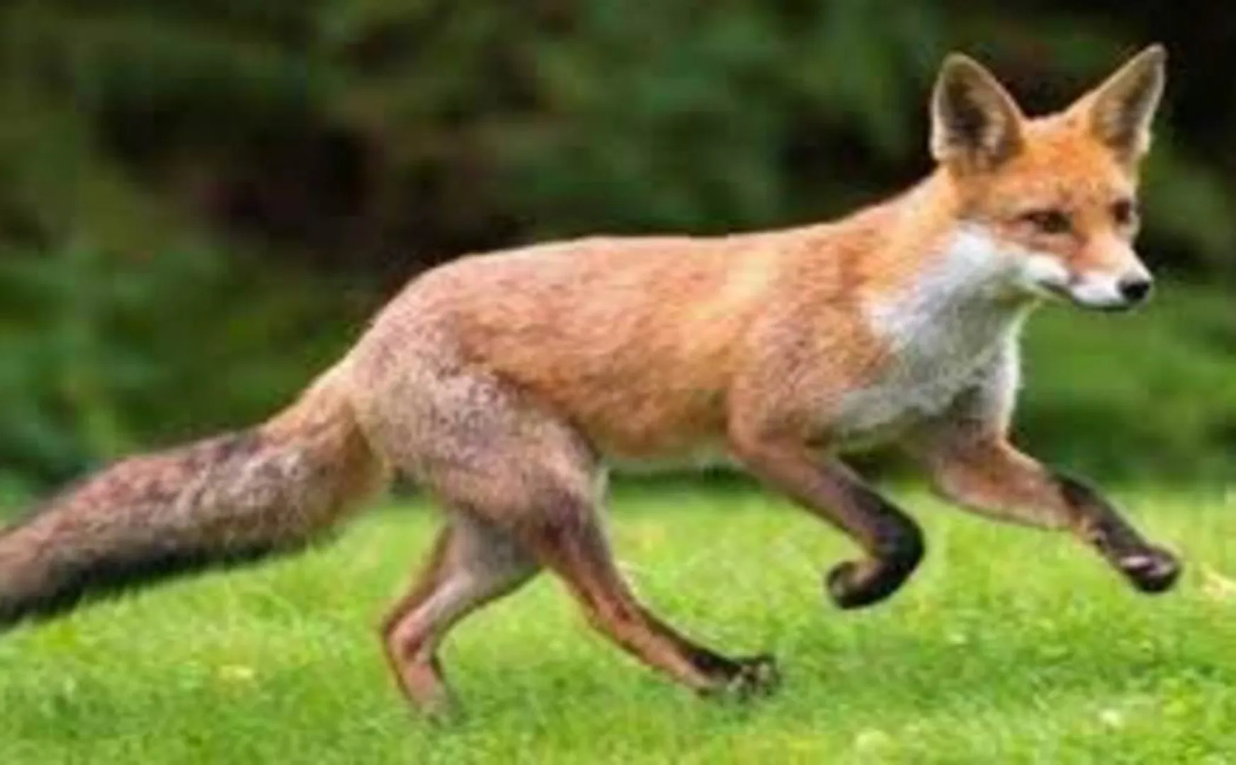 Trichy incident - Fox