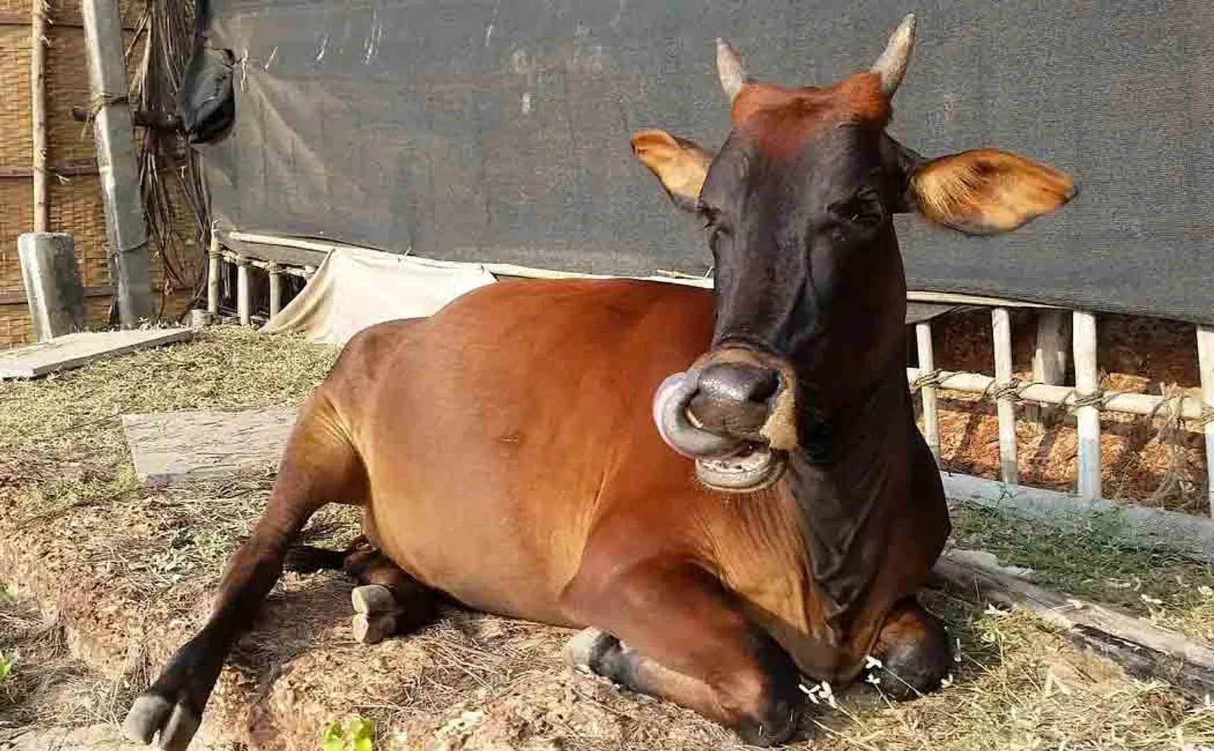 new act in uttarpradesh to prevent cow slaughter