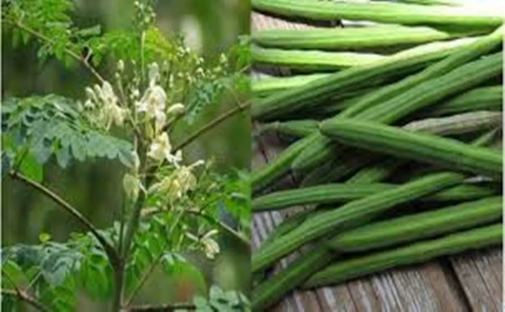 karur- ADMK - mr-vijayabaskar -Drumstick