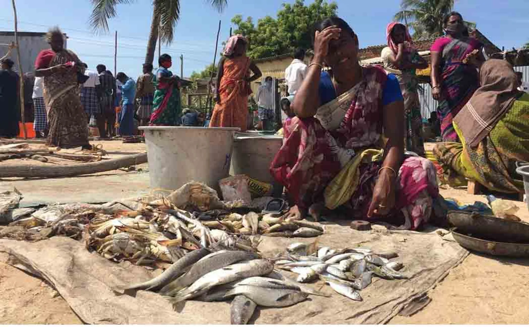 ramanadhapuram district fish sales womens summer 