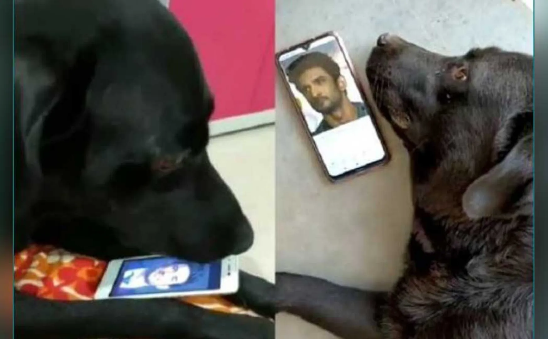 ss dog