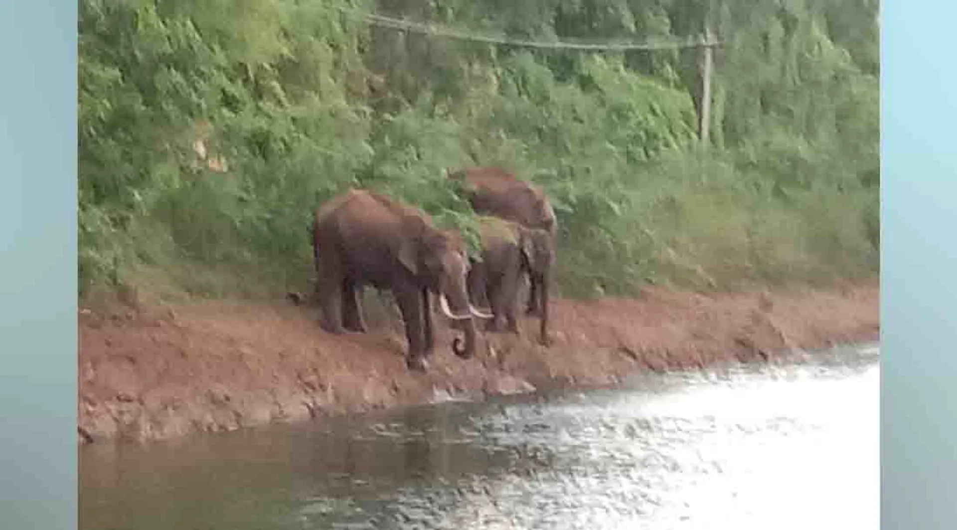 Elephant