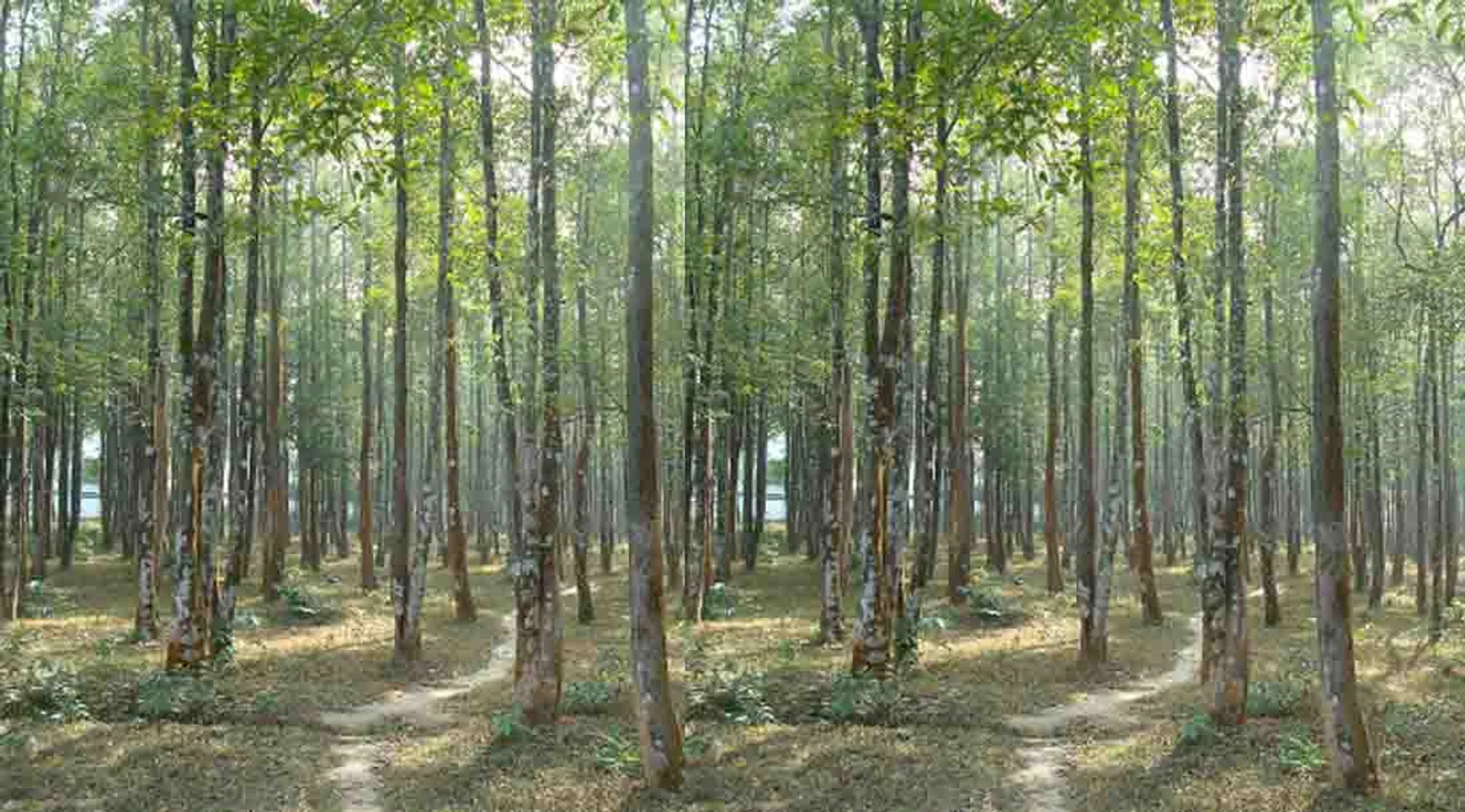 trees 