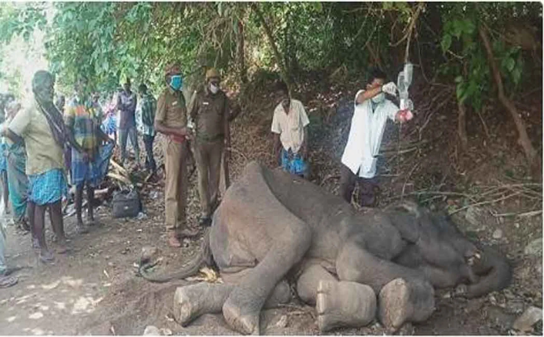 salem districu elephant forest officers and veterinary doctors  