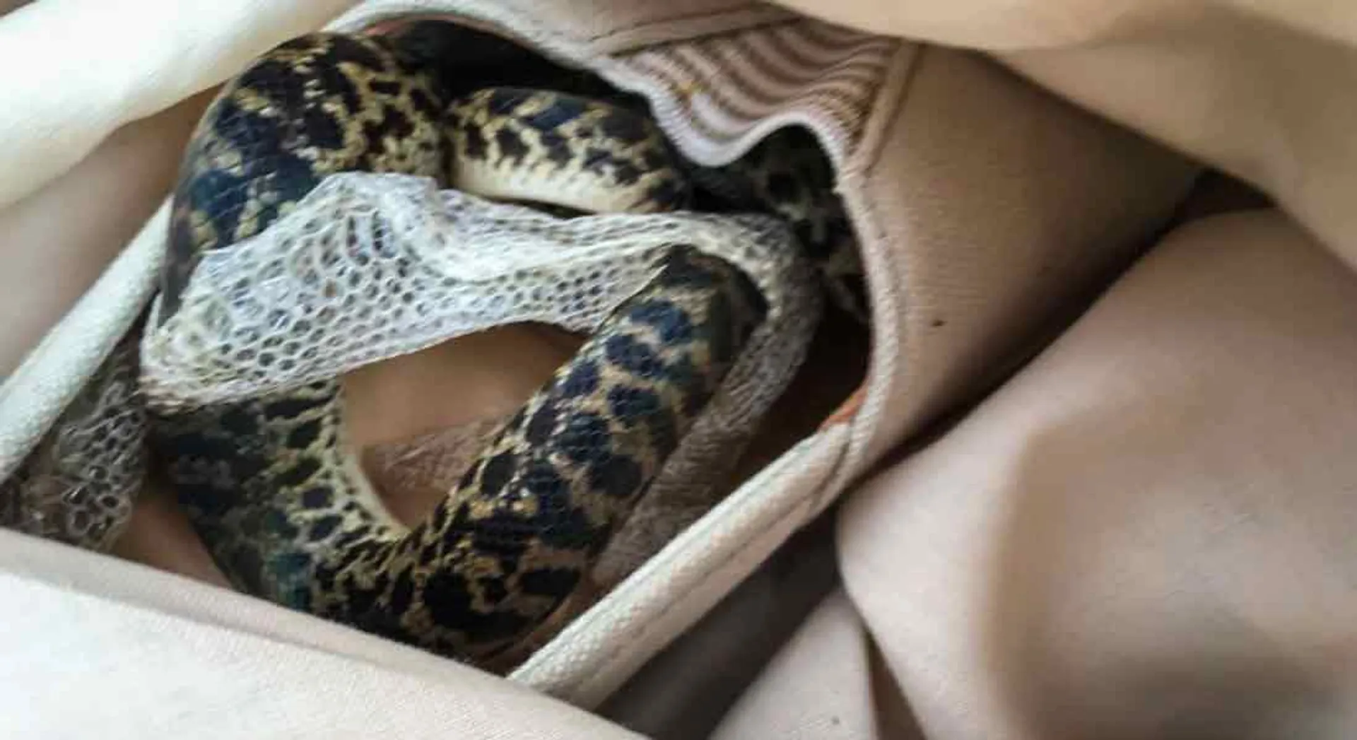 A snake with 36 cubs in the bathroom !!