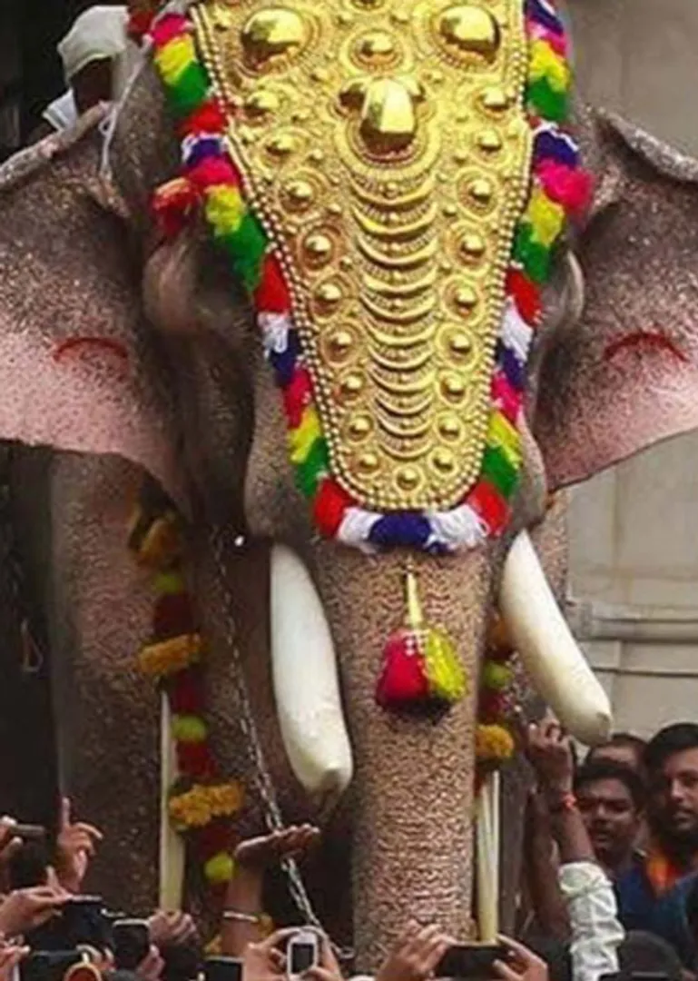 elephant