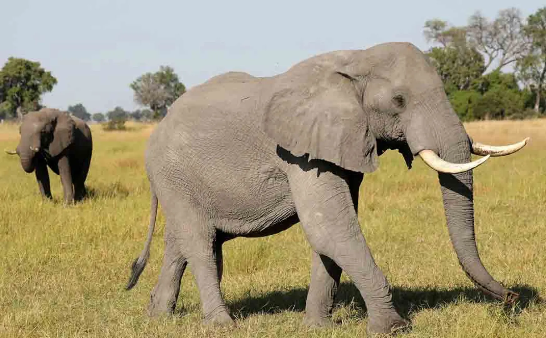 botswana elephant death issue