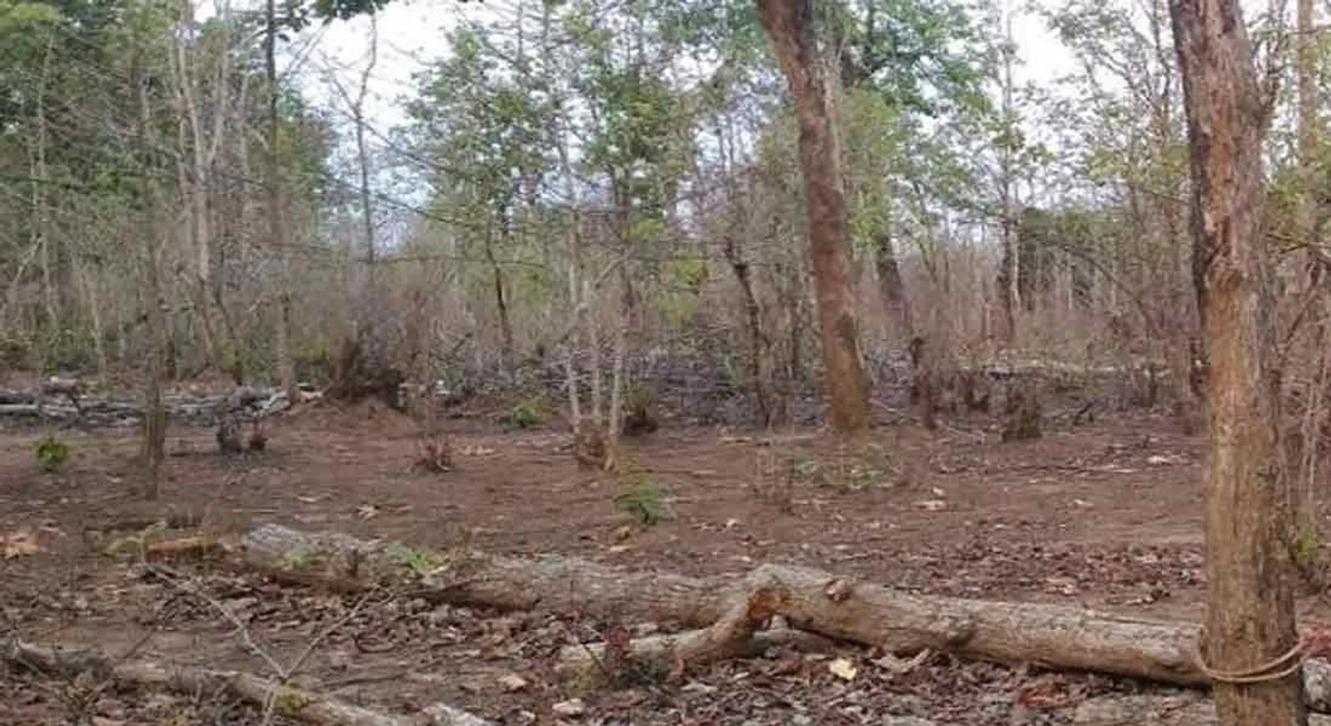 incident in thiruvannamalai
