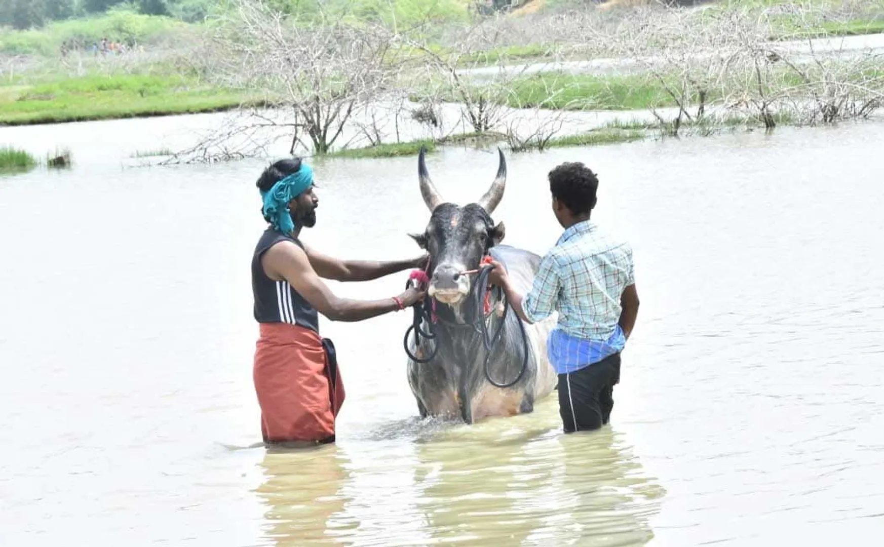 jallikatu 