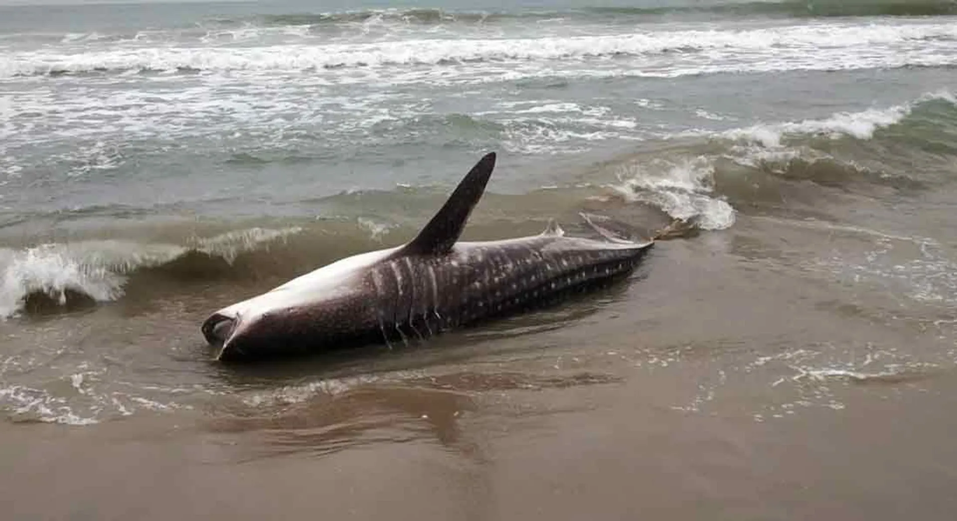  Whale stranded off the coast of Pondicherry