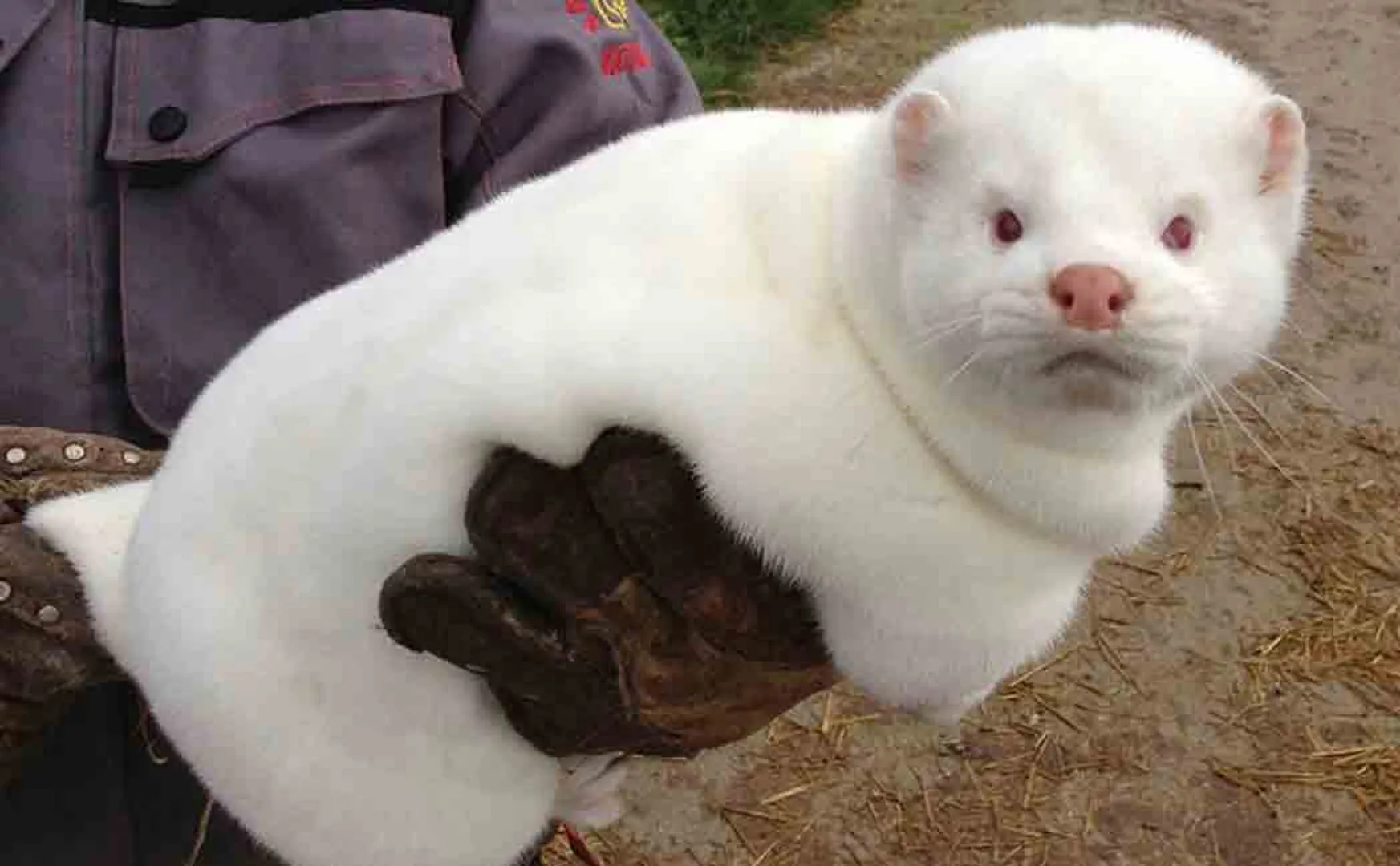 corona fear from minks