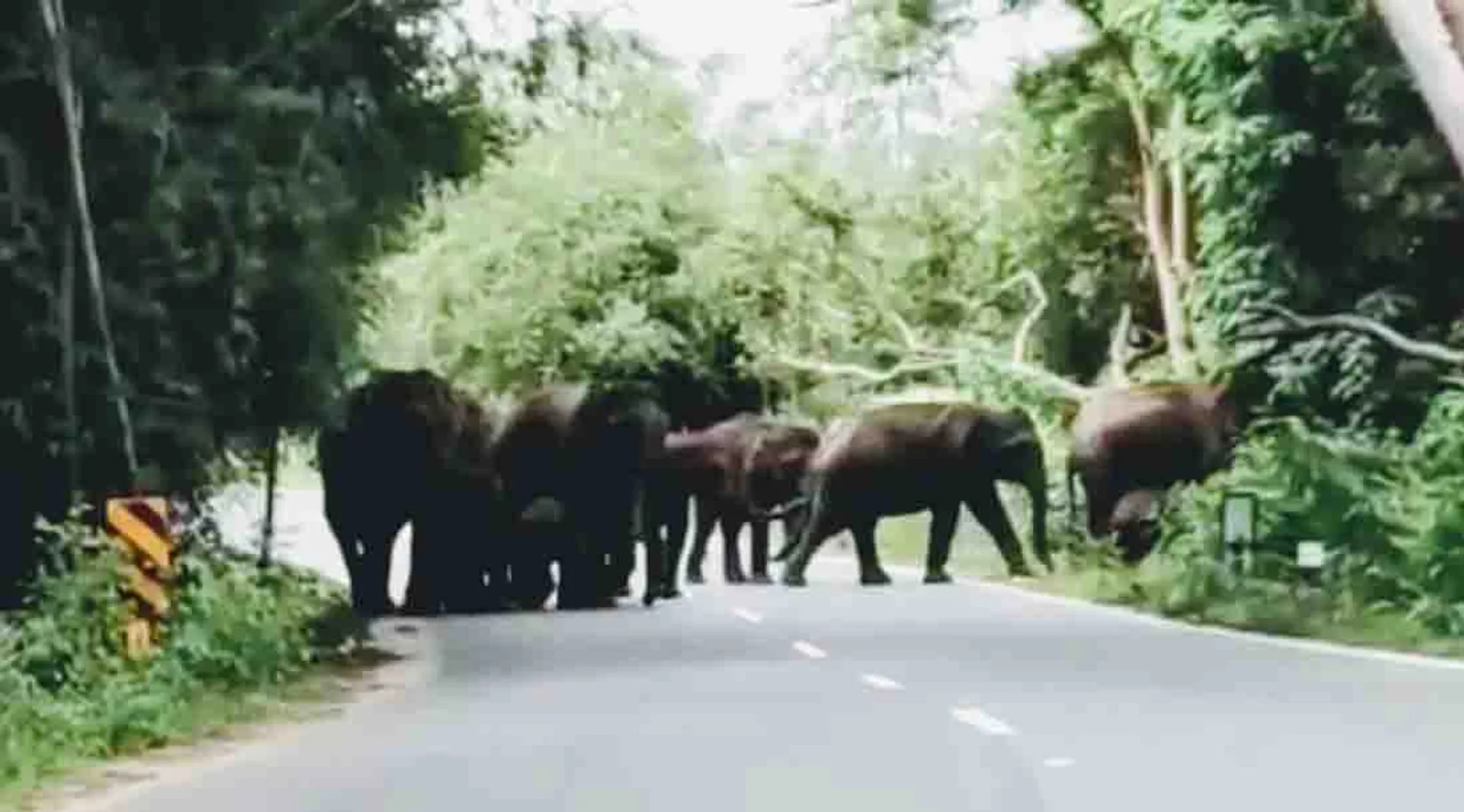 Elephants Road block