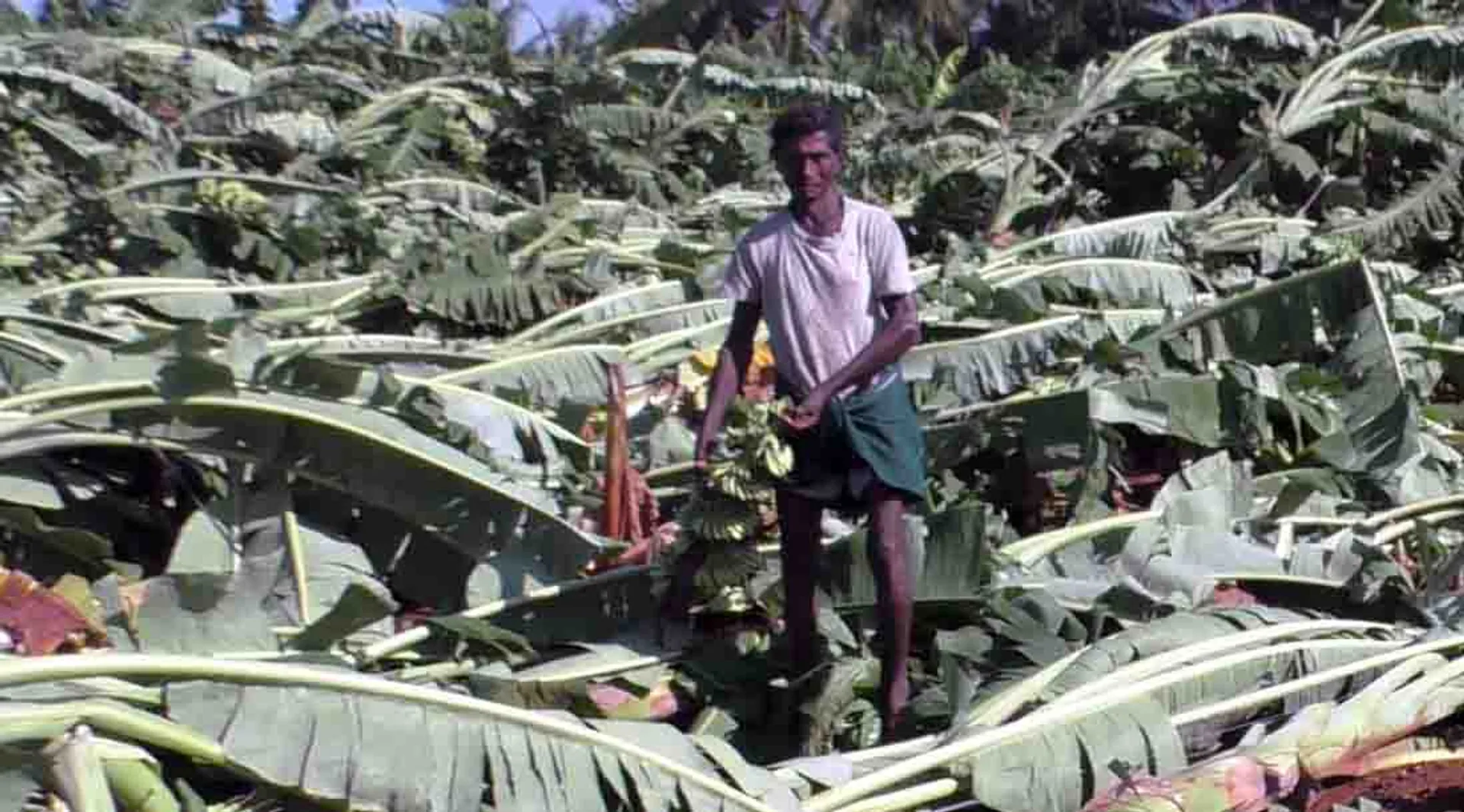 Banana trees - Heavy rain - Farmers - erode - 