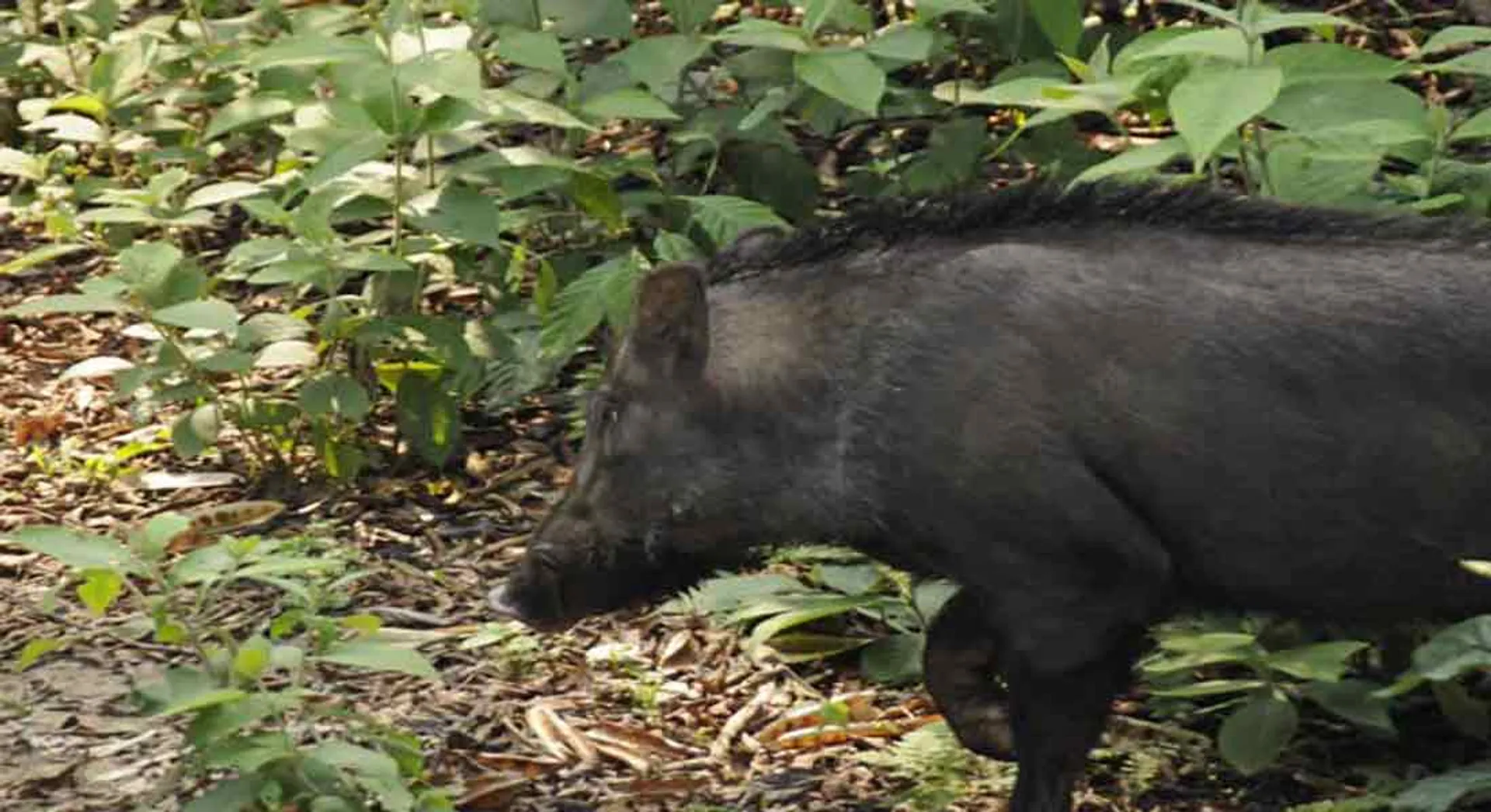 Permission to shoot wild boars 