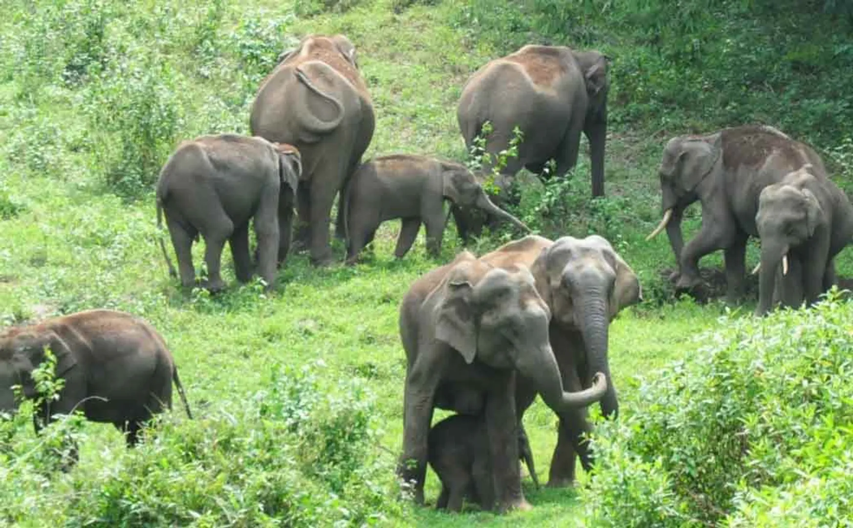 reason behind botswana elephant incident