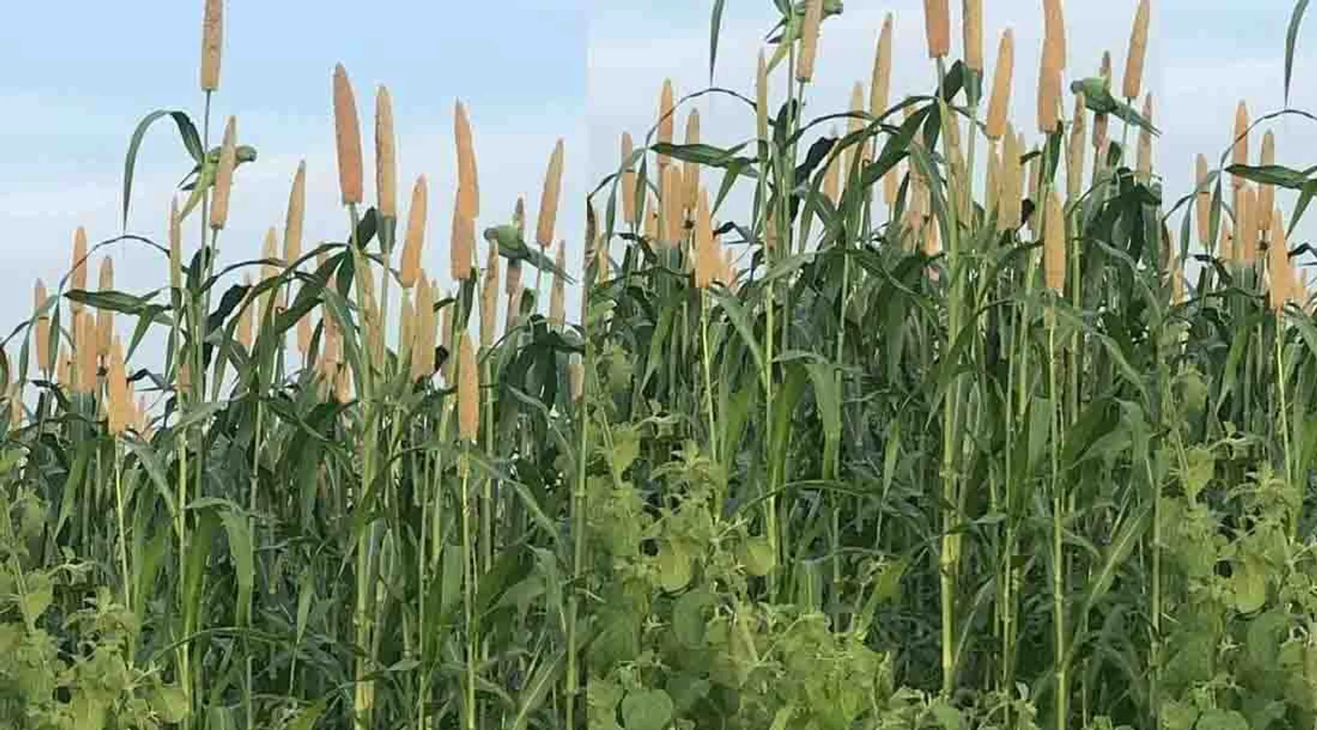 Agriculture 