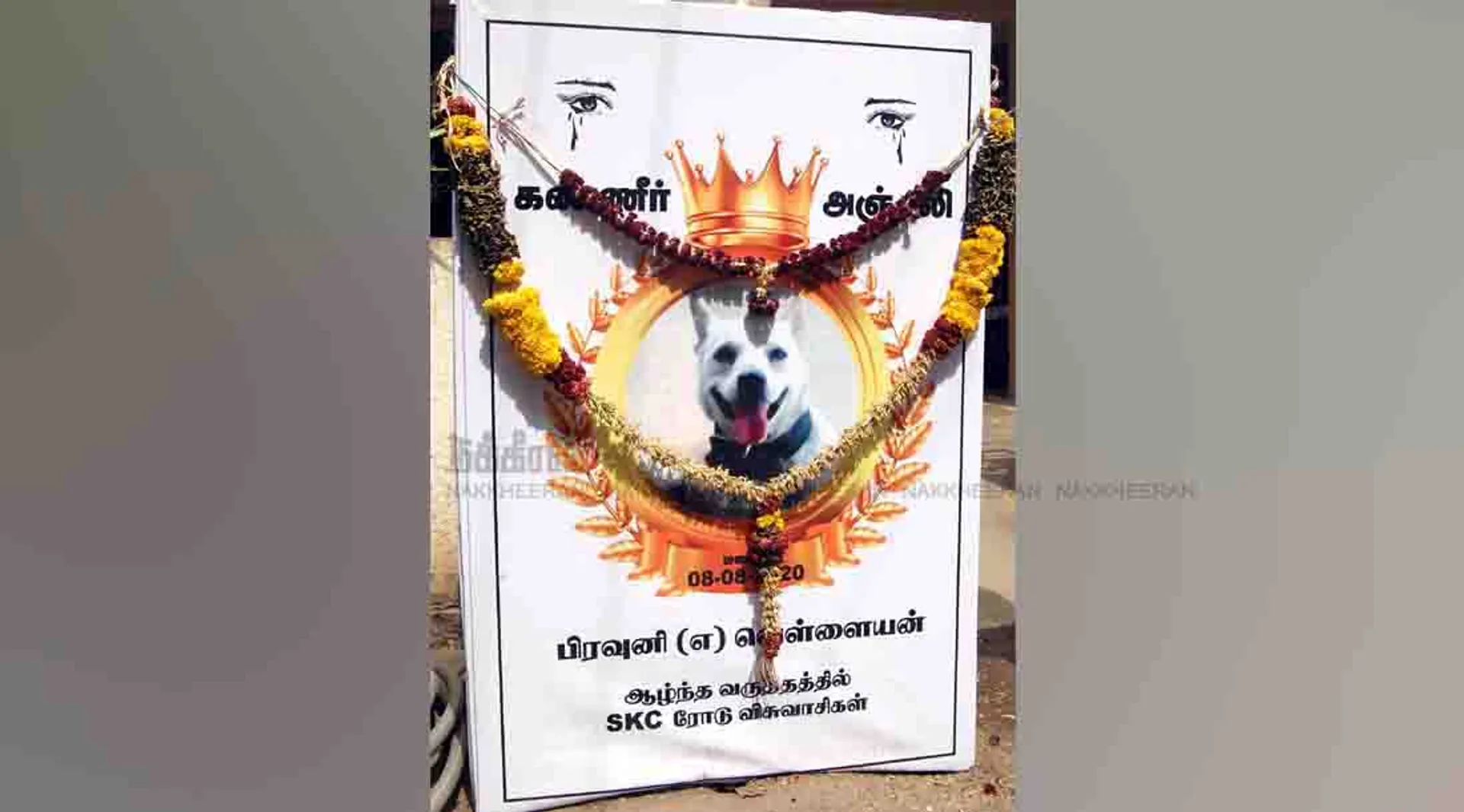 dog - erode -