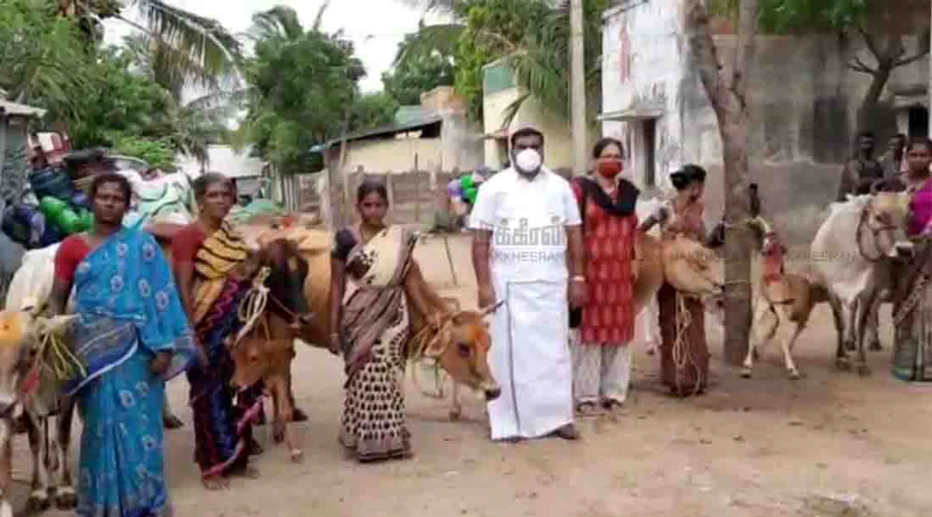dairy cows - Sikkal Co-operative Society President - Nagapattinam