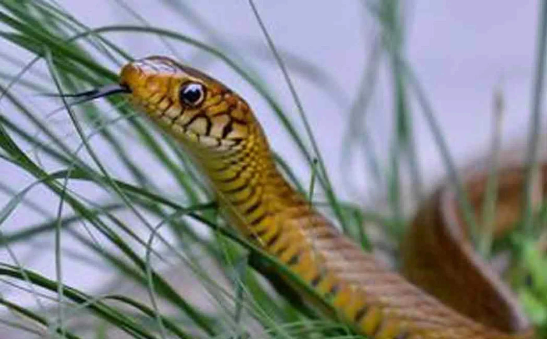 kerala man arrested for hunting snakes