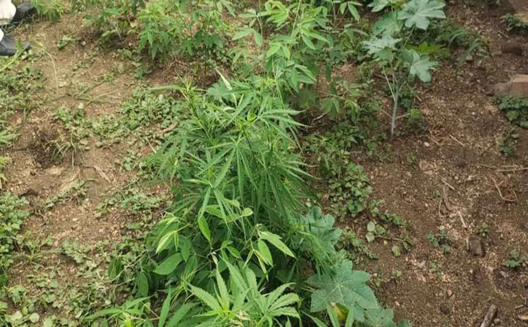 Cultivation of cannabis plants in the garden