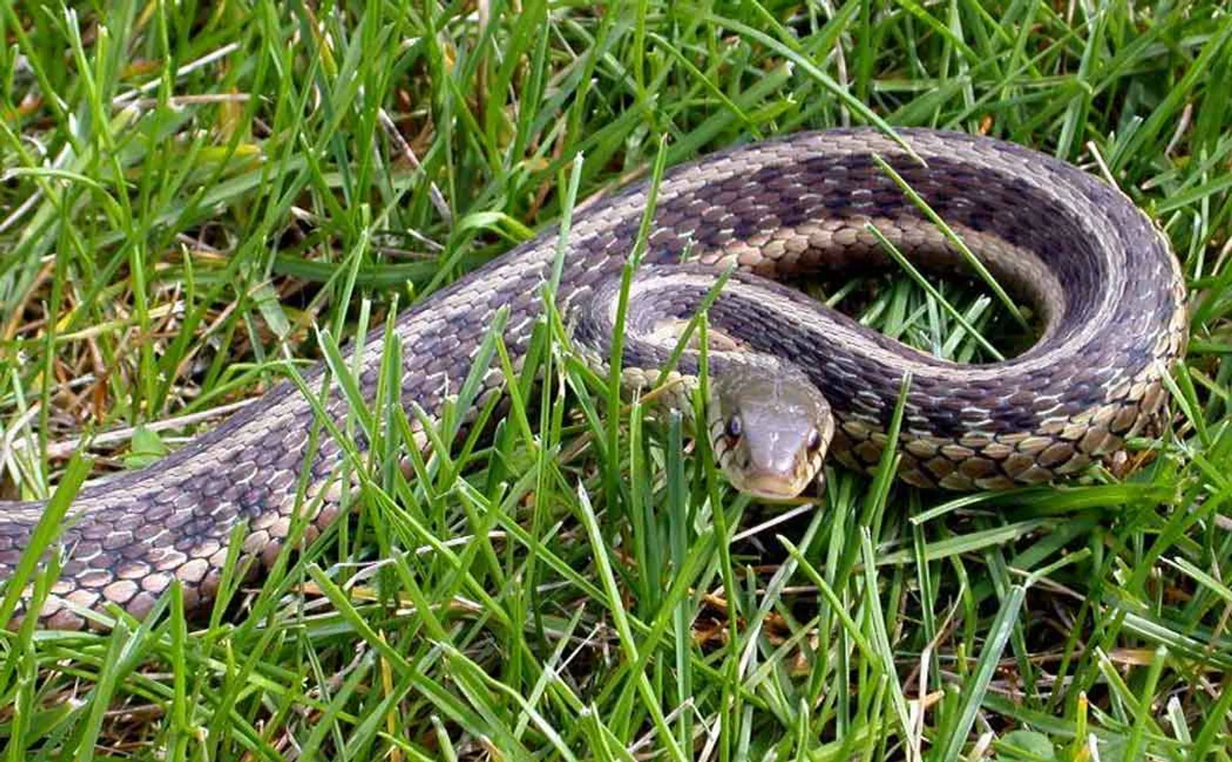 kid died due to snake bite 