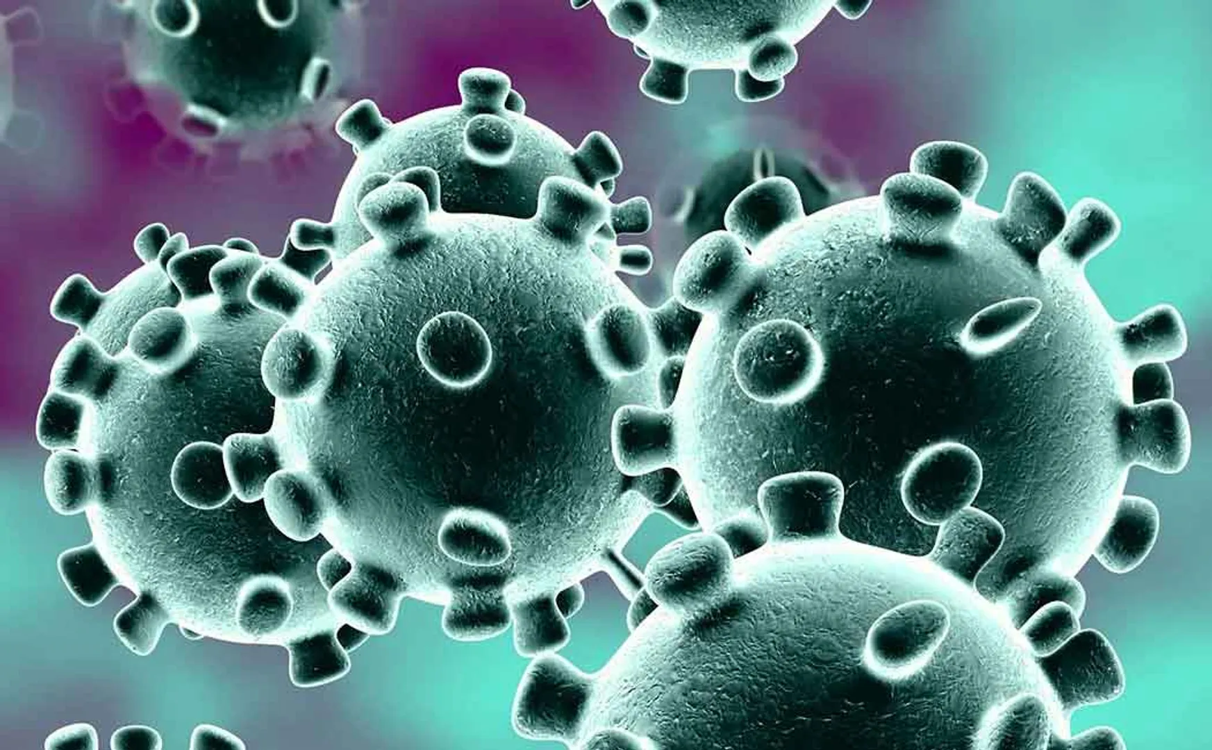 corona virus 