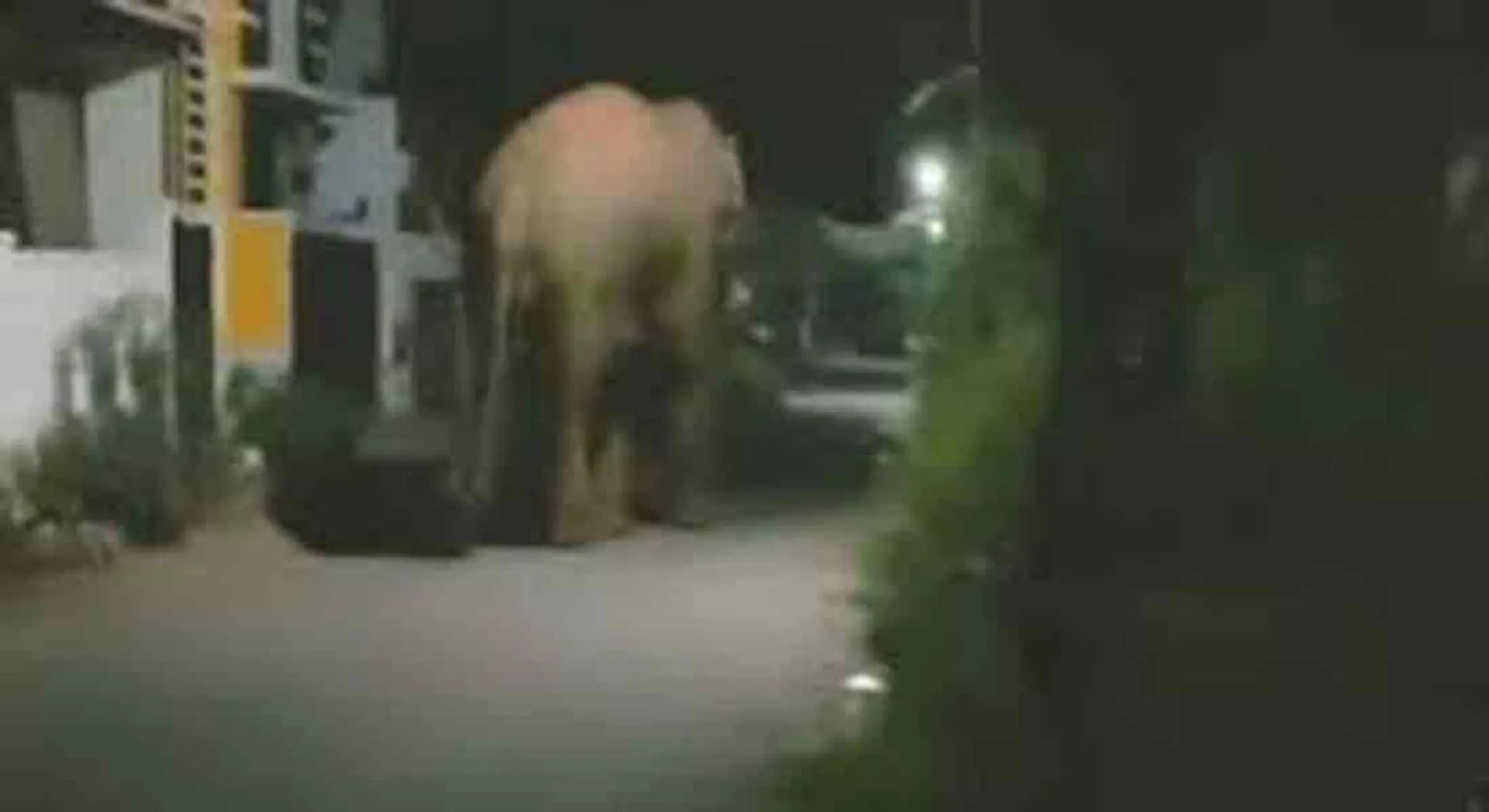 Wandering wild elephant ... Warning to the public
