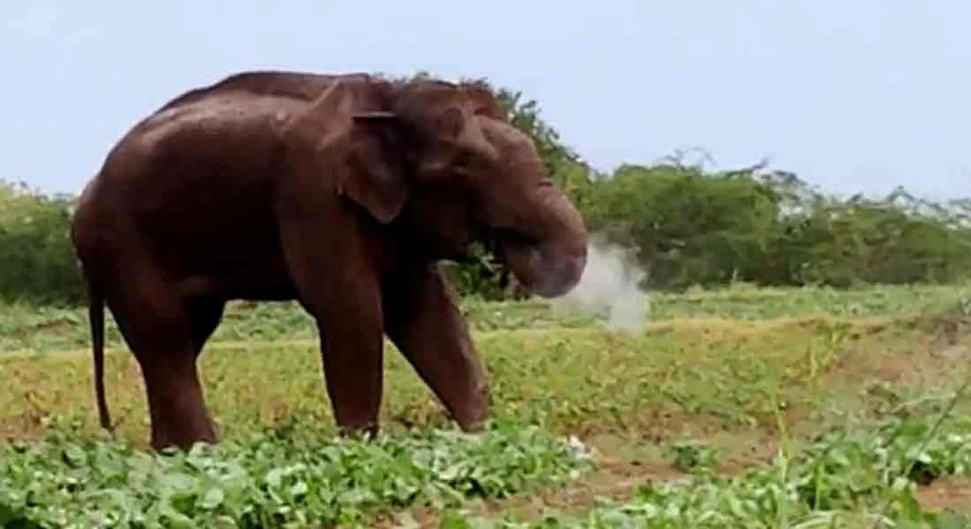 Magna called 'Bulldozer' around the Tamil Nadu-Kerala border