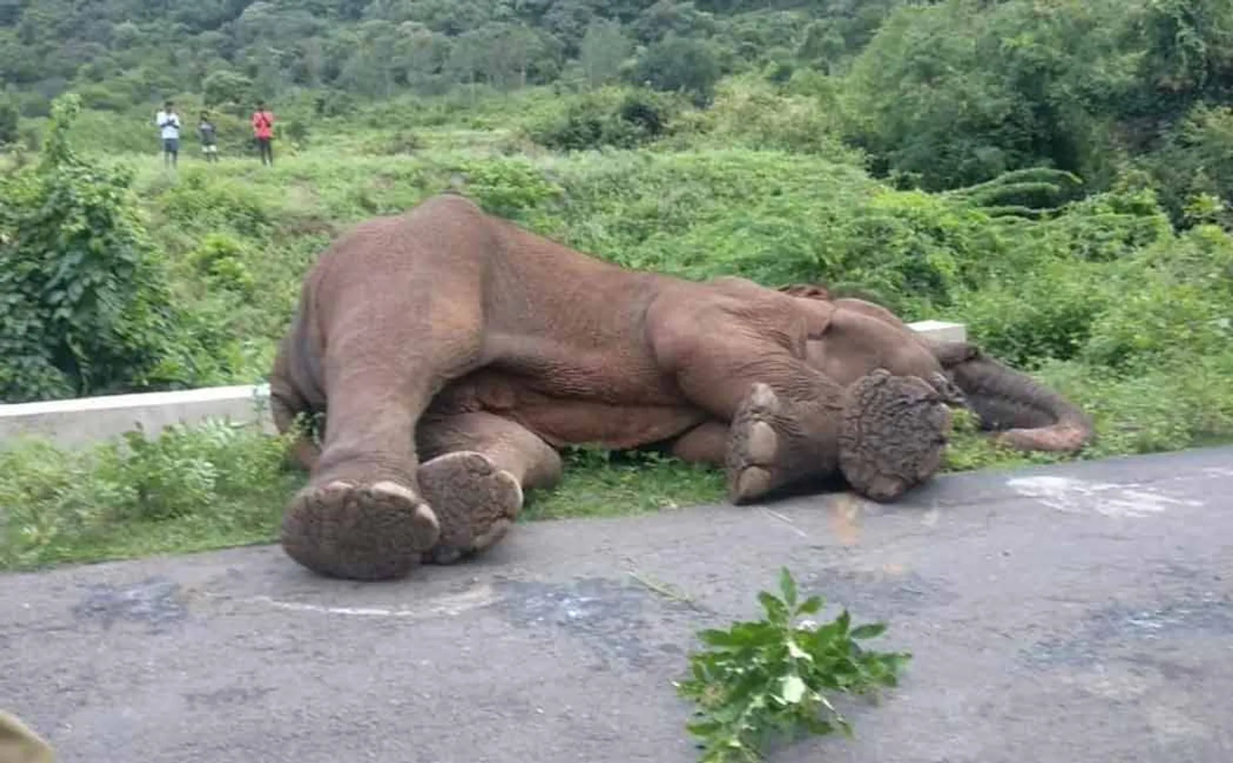 magna elephant passed away 