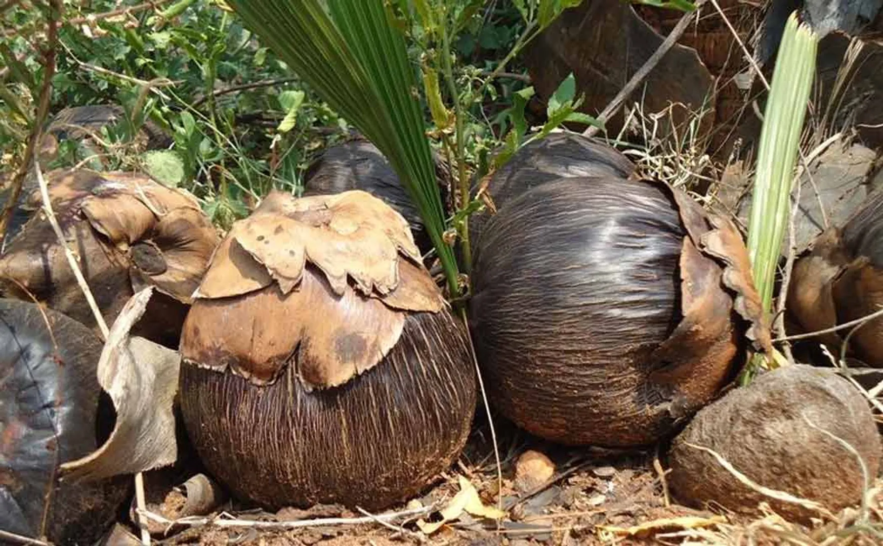 Don’t need money; Palm seed is enough .. Palm seed sowing festival