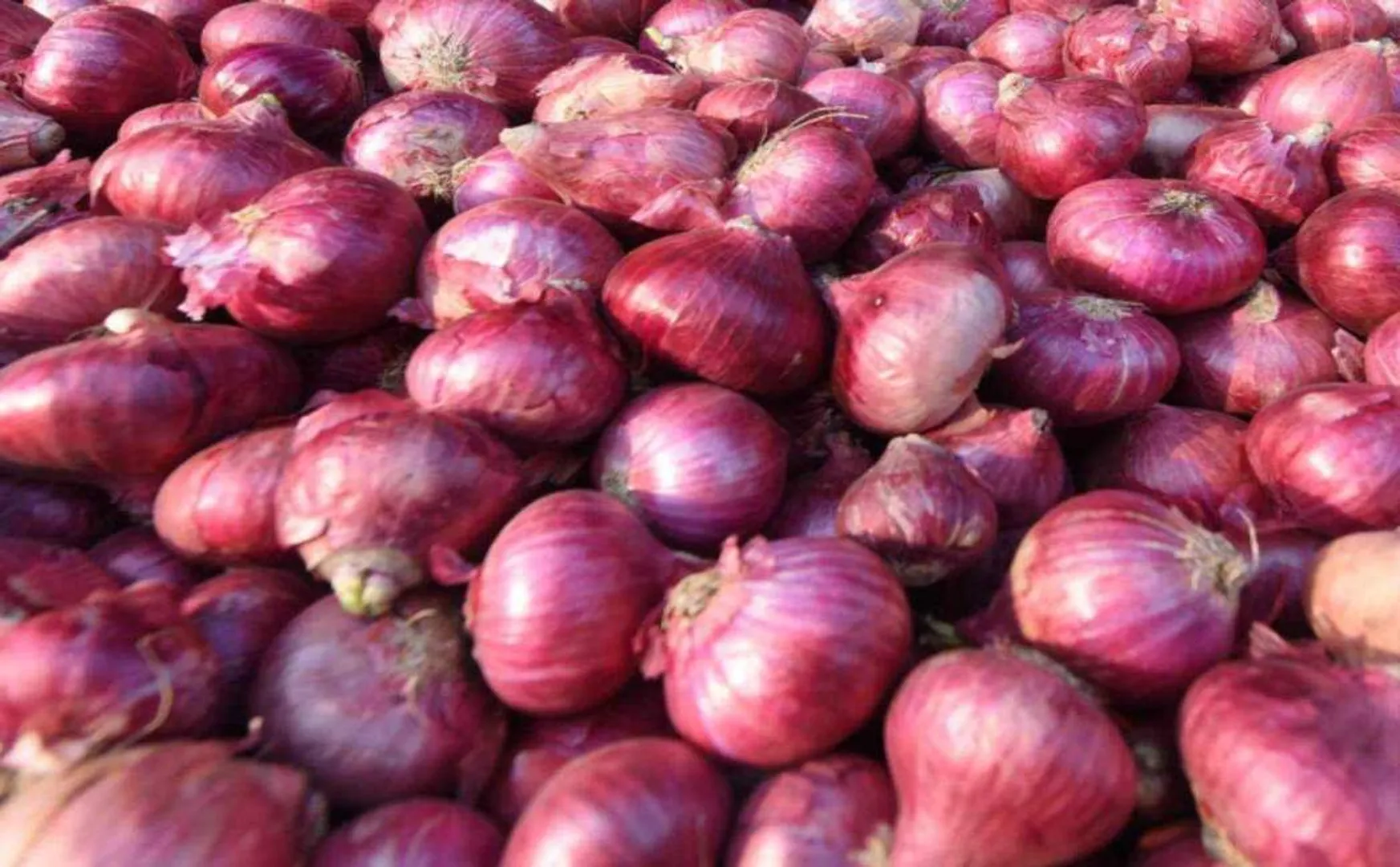 all types of onions union government decide 