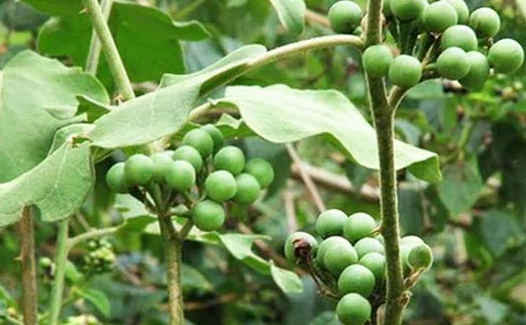 One fire  Turkey berry issue 