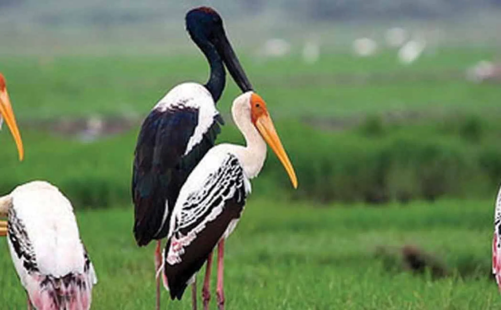 Planting of three lakh palm seeds in Karaivetti Bird Sanctuary Lake