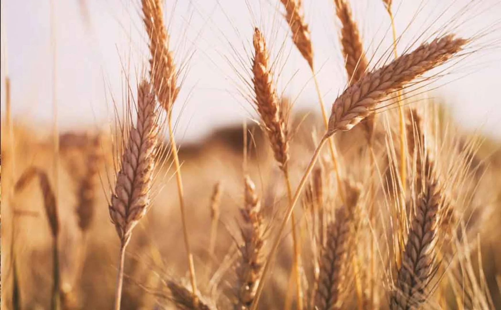 Wheat purchases more than paddy in India - DMK MLA