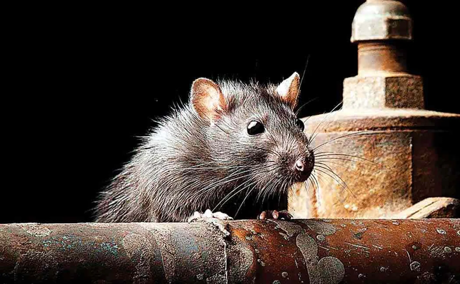 rats nibbled body in indore hospital